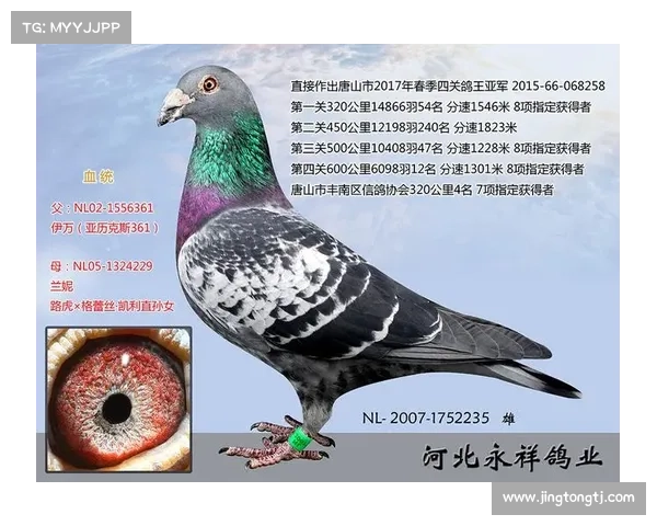 爱羽赛事系统操作—爱羽赛鸽直播网赛 爱羽赛事系统操作—爱羽赛鸽直播网赛